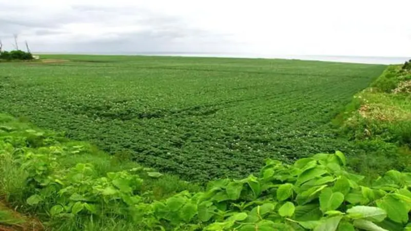 Le Soudan envisage de relancer un projet de culture d'un million d'acres de blé.