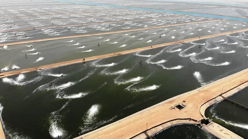 Syria announces new plans to develop sustainable fish farming initiatives.