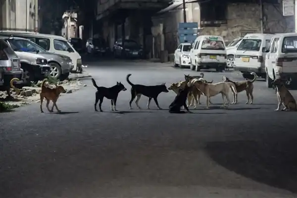 À Taïz, plus de 400 cas de rage enregistrés depuis début 2026, face à un manque de vaccins et à la prolifération de chiens errants.