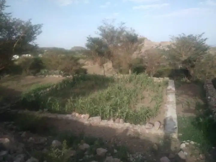 Houthi militia halts construction of mosque in Al-Mukhader, Ibb Governorate.